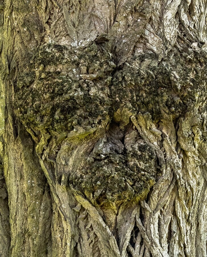 Trunk Face